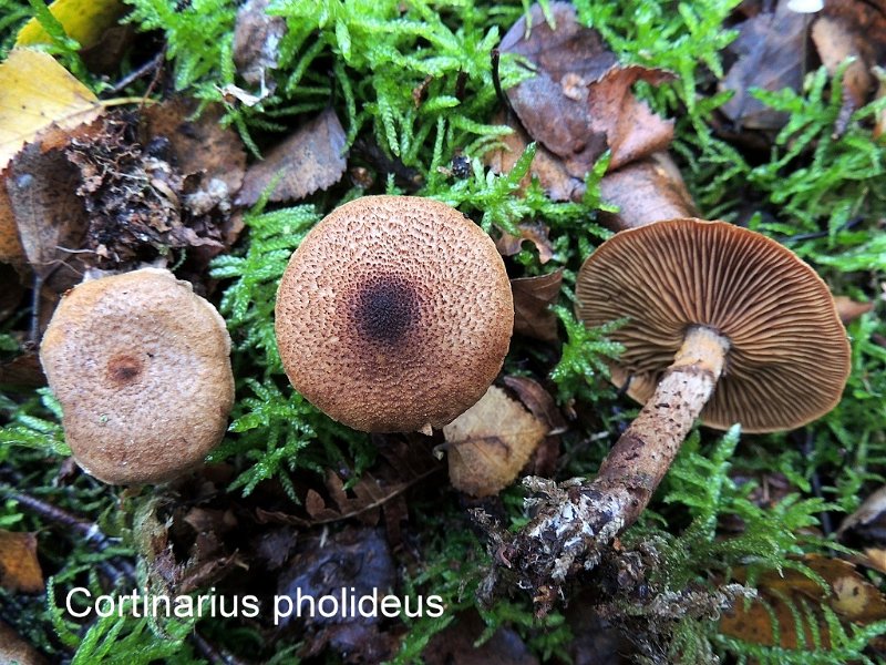 Cortinarius pholideus-amf527.jpg - Cortinarius pholideus ; Syn: Inoloma pholideum ; Nom français: Cortinaire à armille éccailleuse